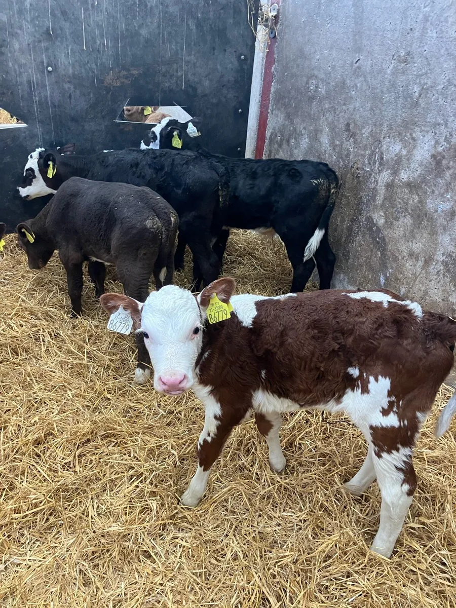 20 young Hereford heifer calves for sale - Image 2