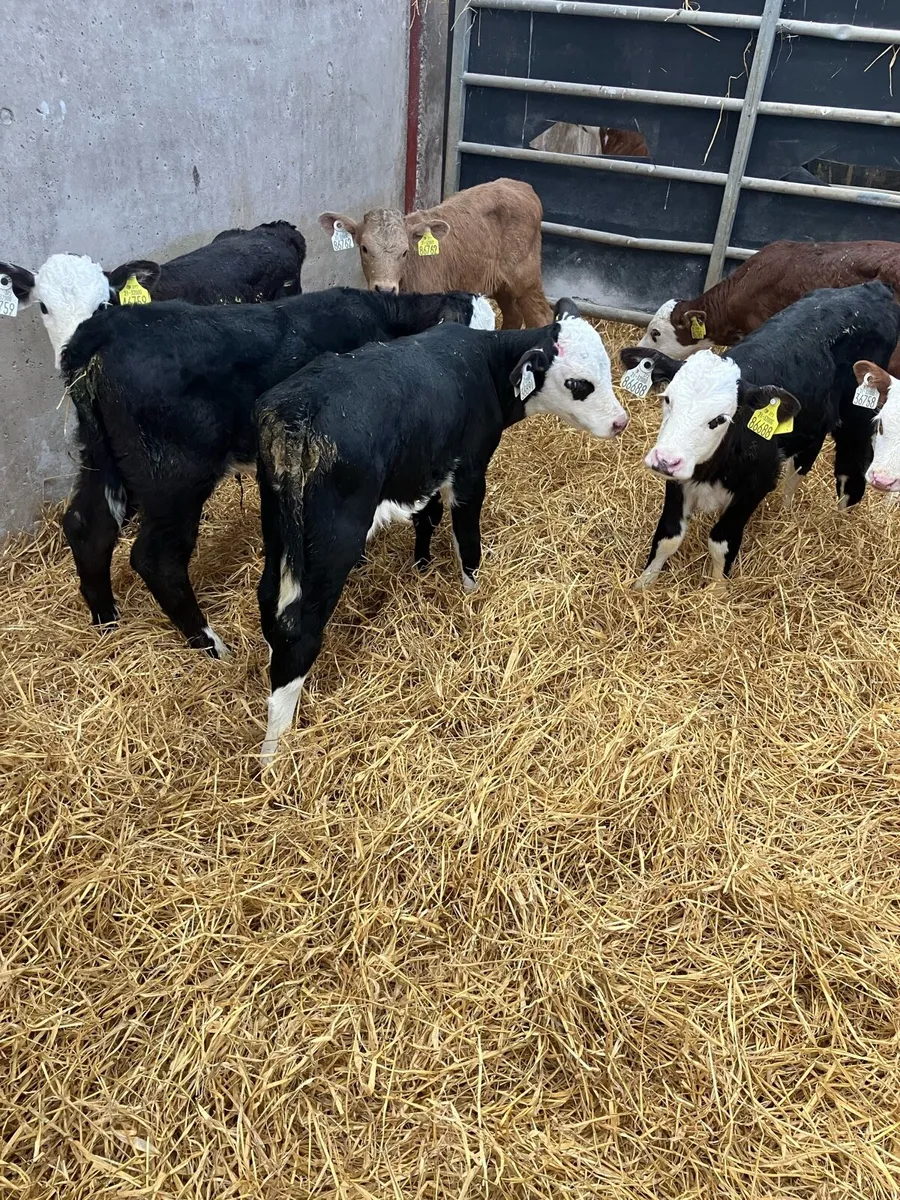 20 young Hereford heifer calves for sale - Image 3