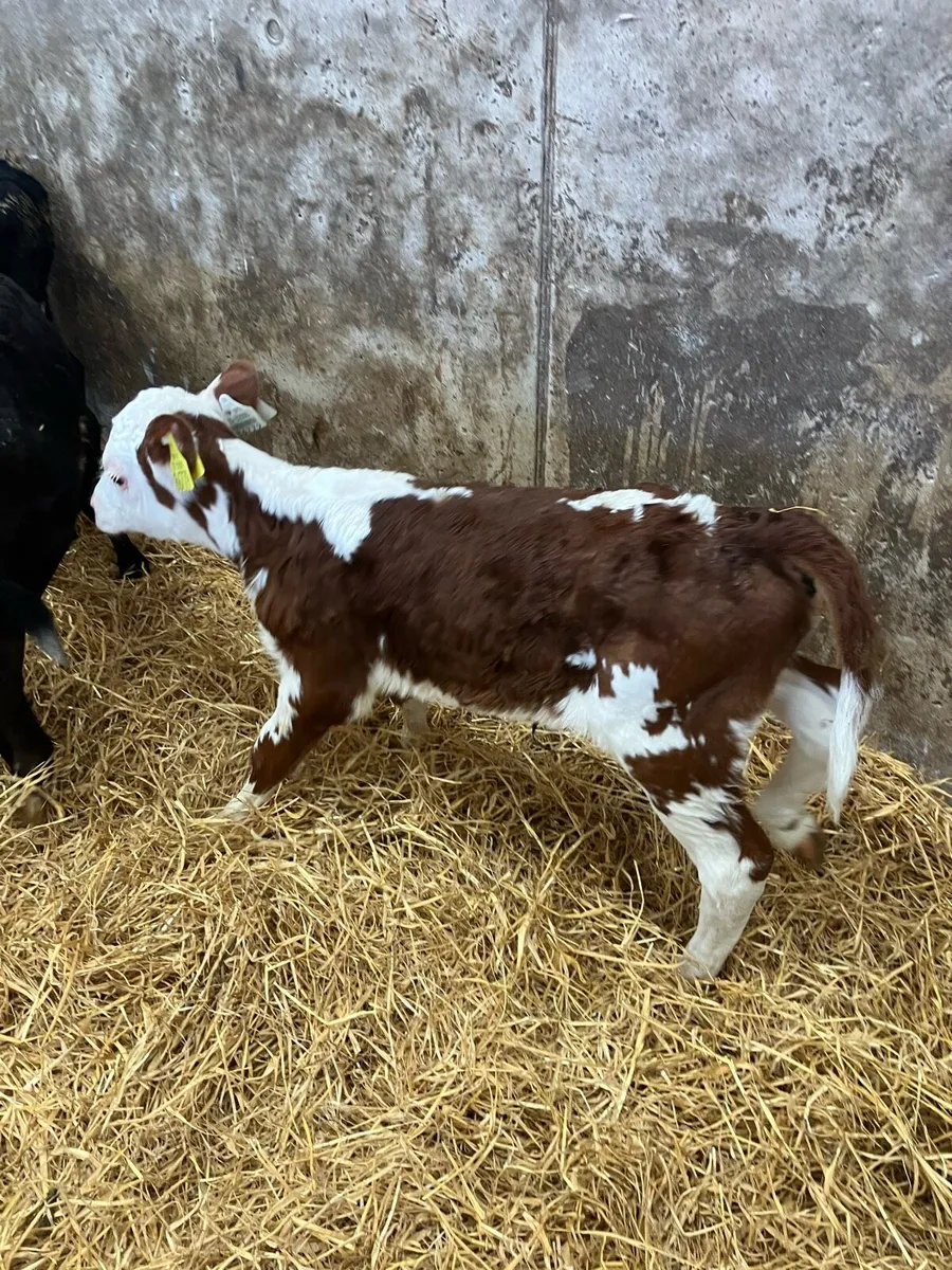 20 young Hereford heifer calves for sale - Image 4