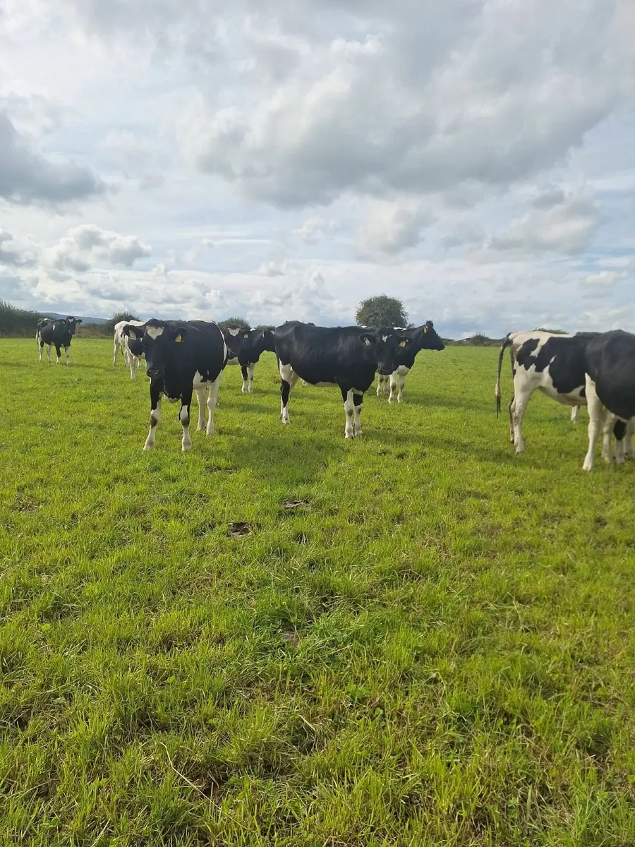 In Calf Heifers - Image 4