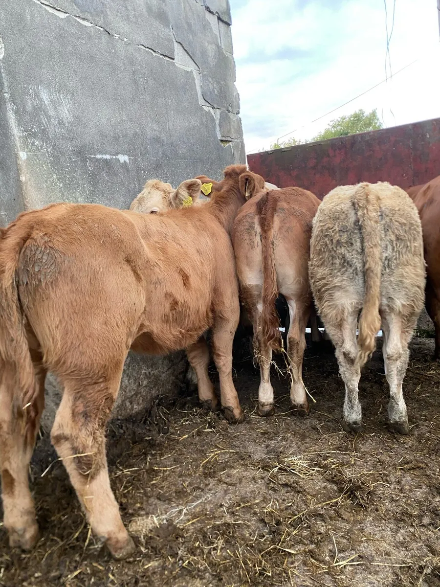 5 super heifer weanlings - Image 1