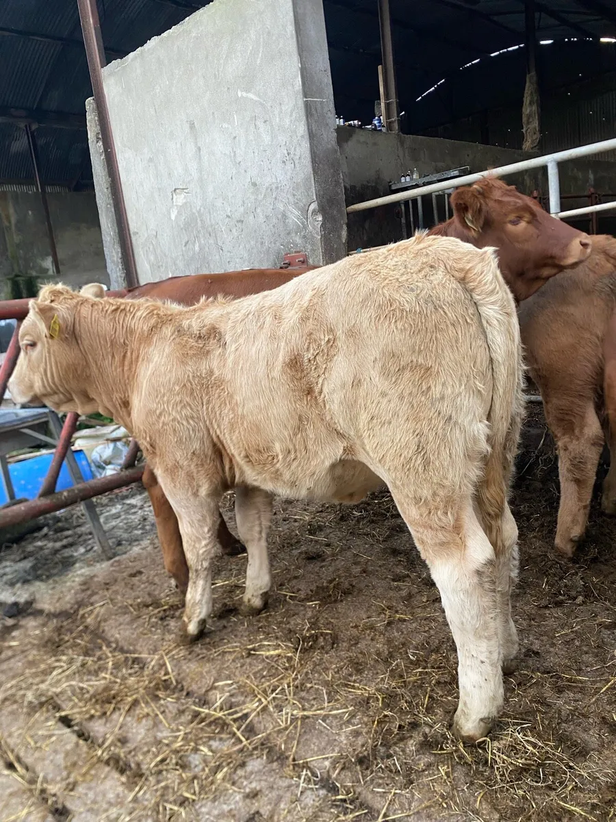 5 super heifer weanlings - Image 2