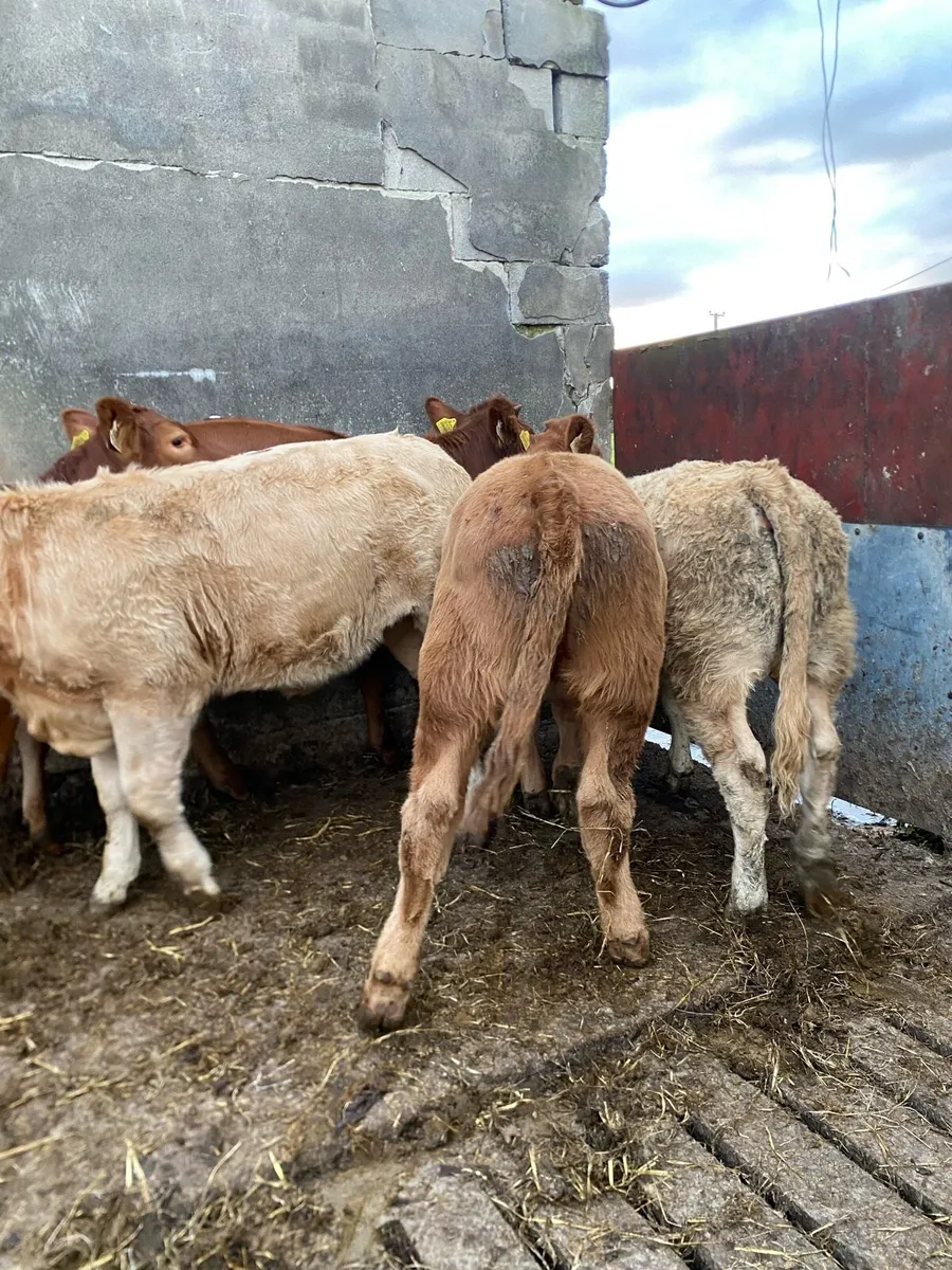 5 super heifer weanlings - Image 3