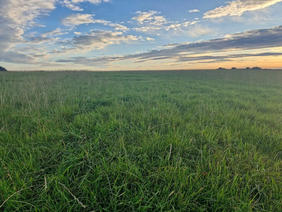 Silage