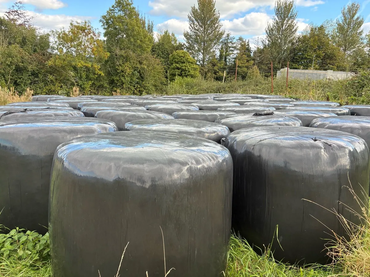 Silage bales - Image 1