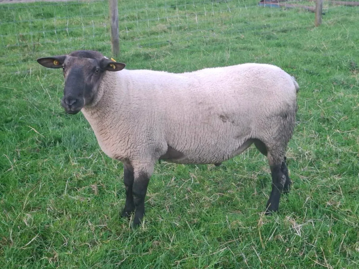 New Zealand Suffolk Rams - Image 1