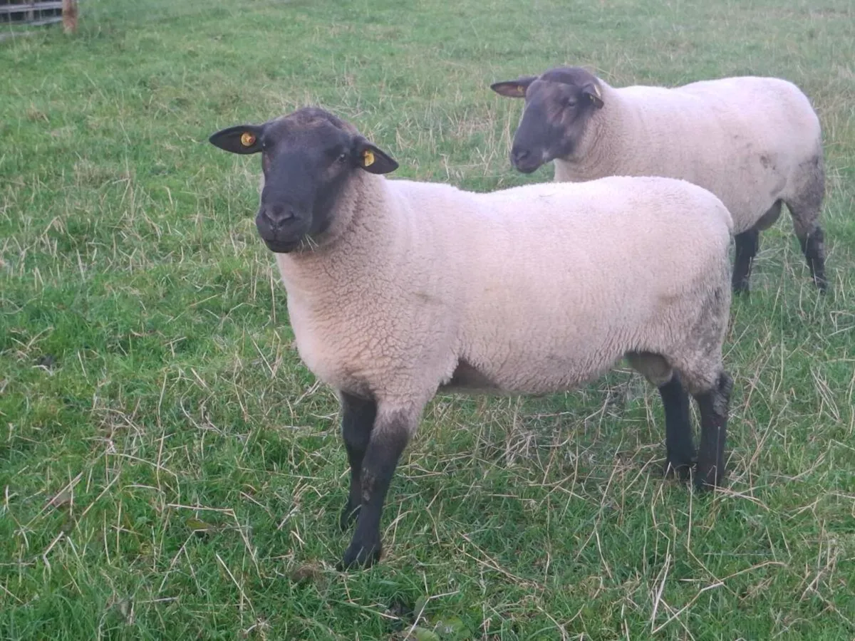 New Zealand Suffolk Rams - Image 2