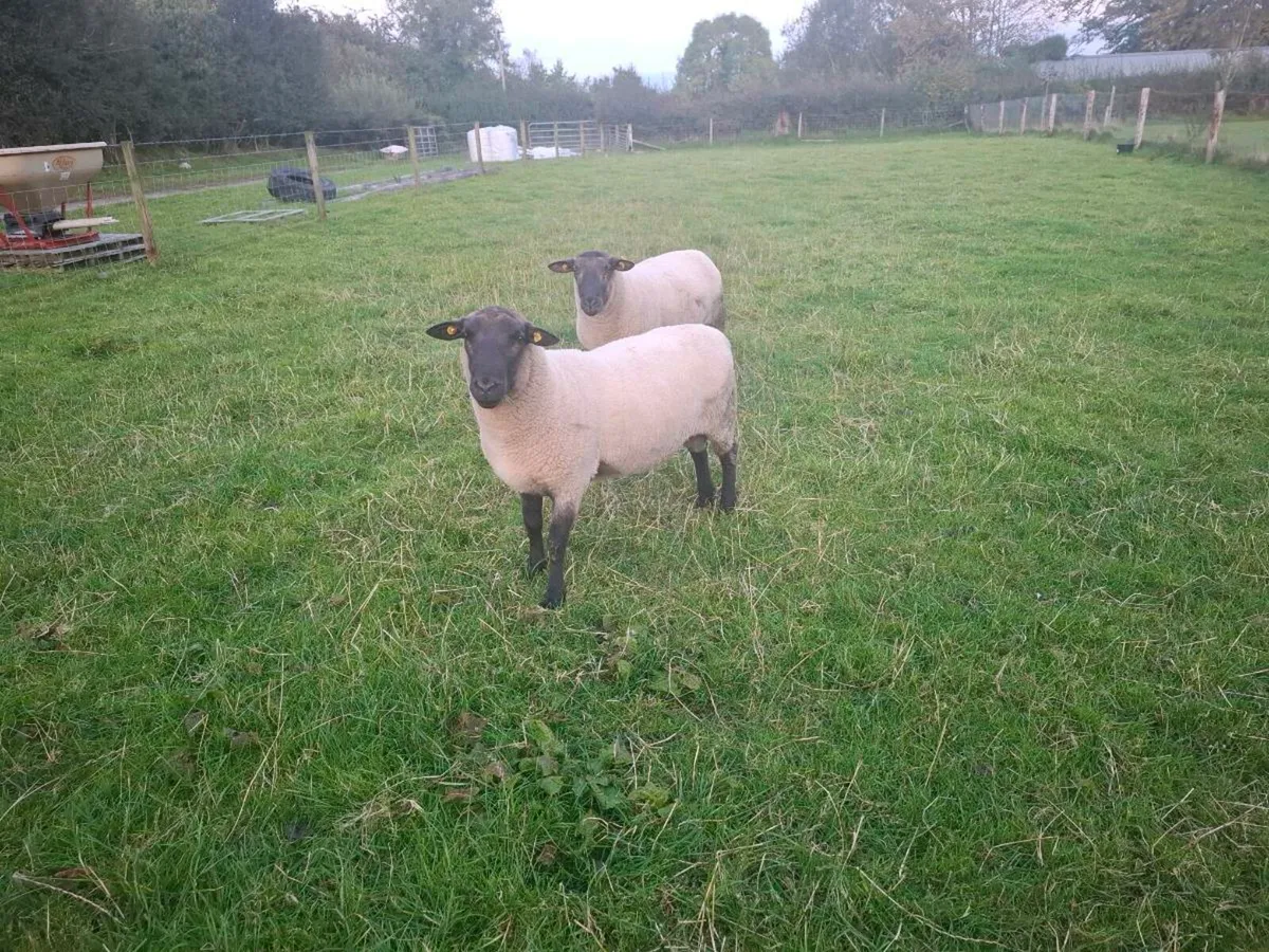 New Zealand Suffolk Rams - Image 3