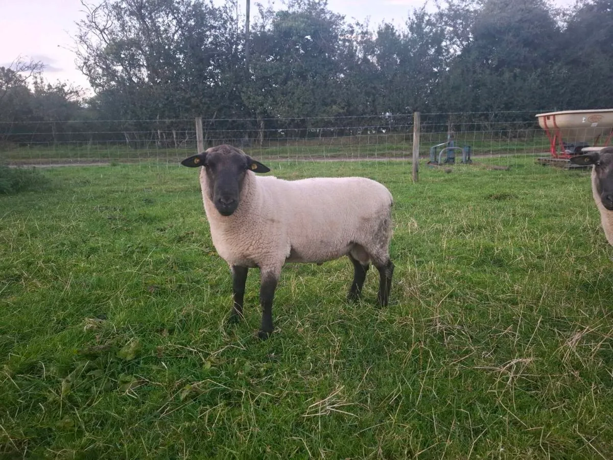 New Zealand Suffolk Rams - Image 4