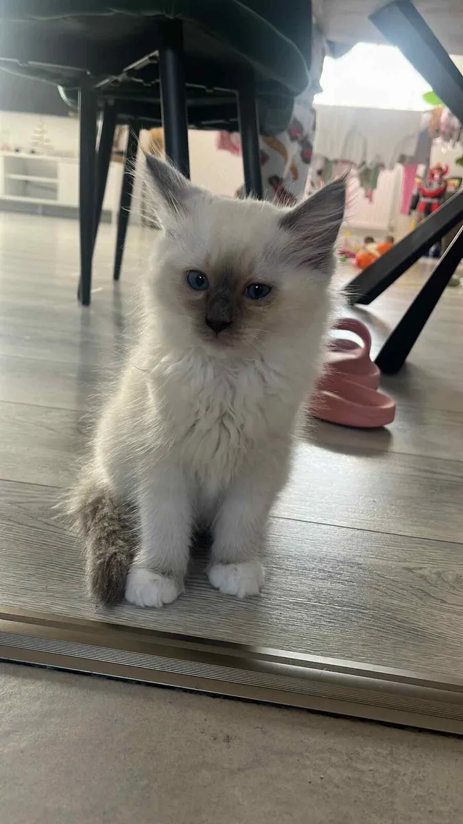 Ragdoll Kittens - Image 1