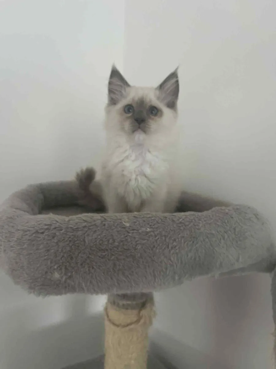 Ragdoll Kittens - Image 2