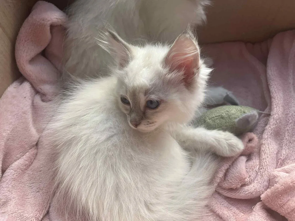 Ragdoll Kittens - Image 3