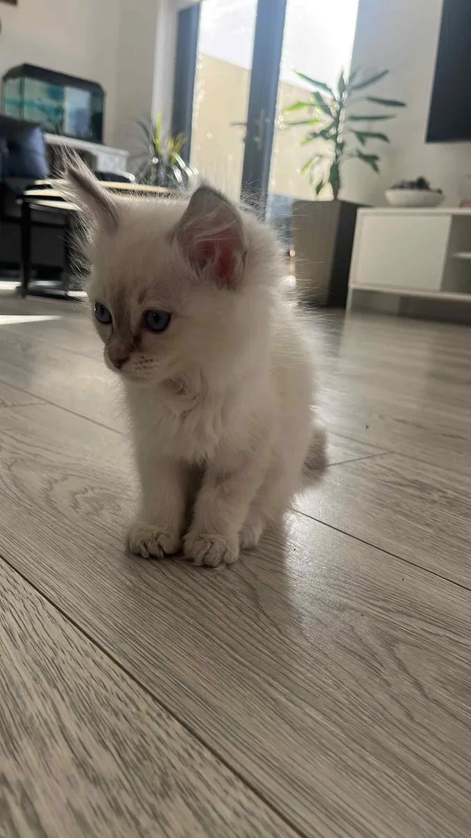 Ragdoll Kittens - Image 4