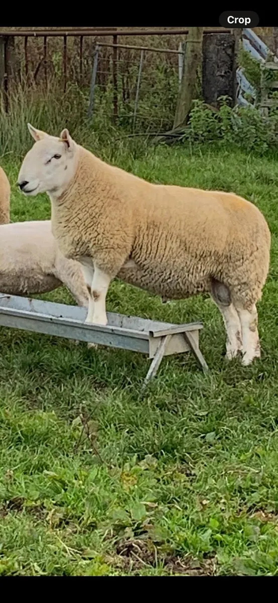 ARR/ARR North Country Cheviot Shearling Ram