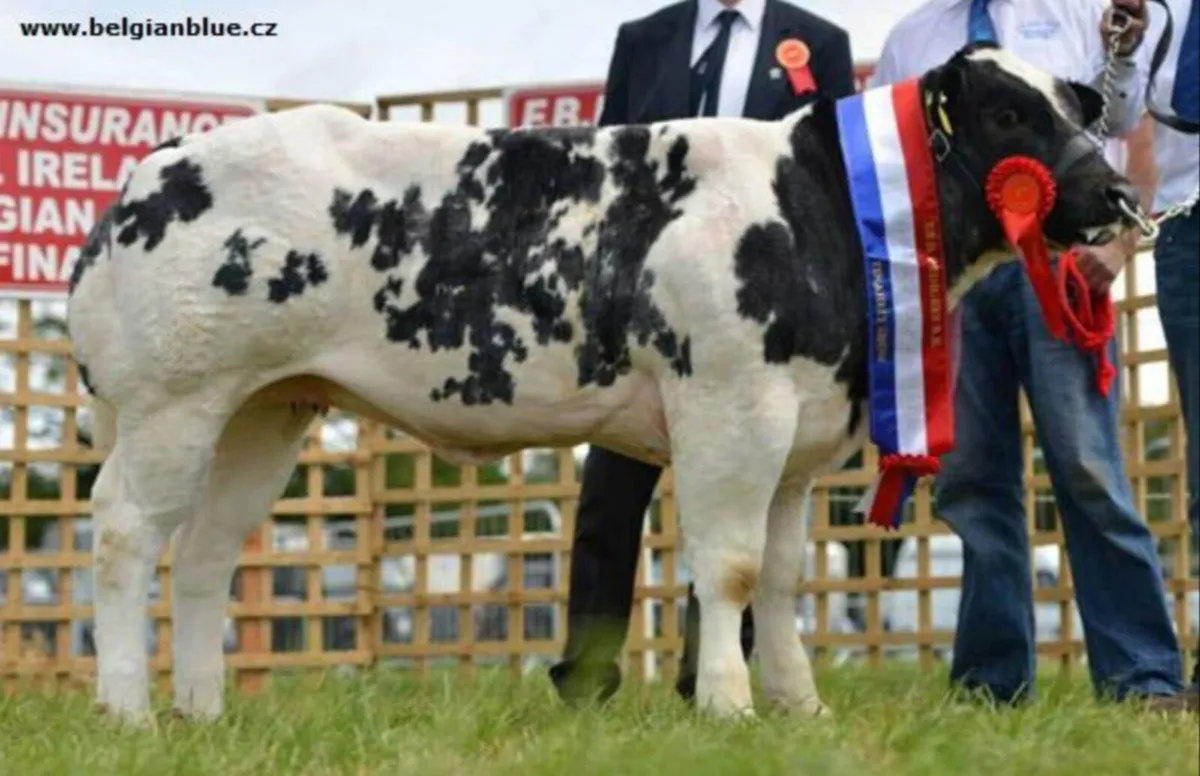 💥Incalf Recipents (Female Pregnancies)💥 - Image 2