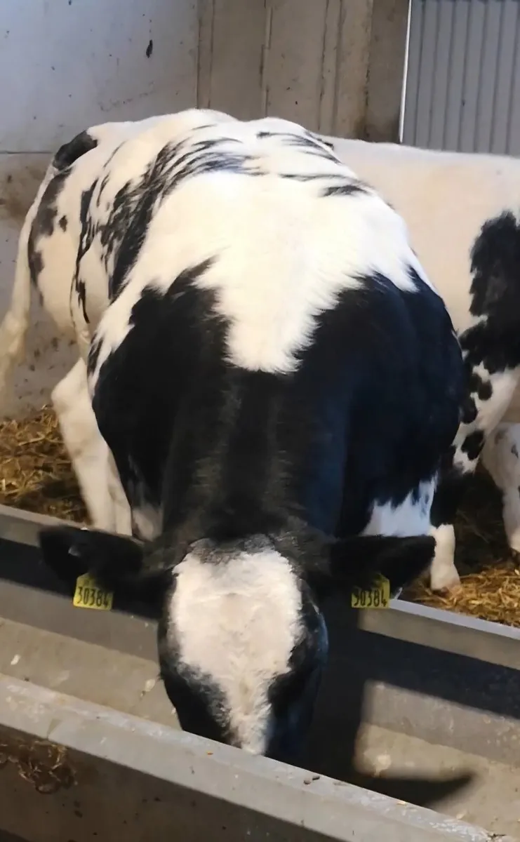 💥Incalf Recipents (Female Pregnancies)💥 - Image 4