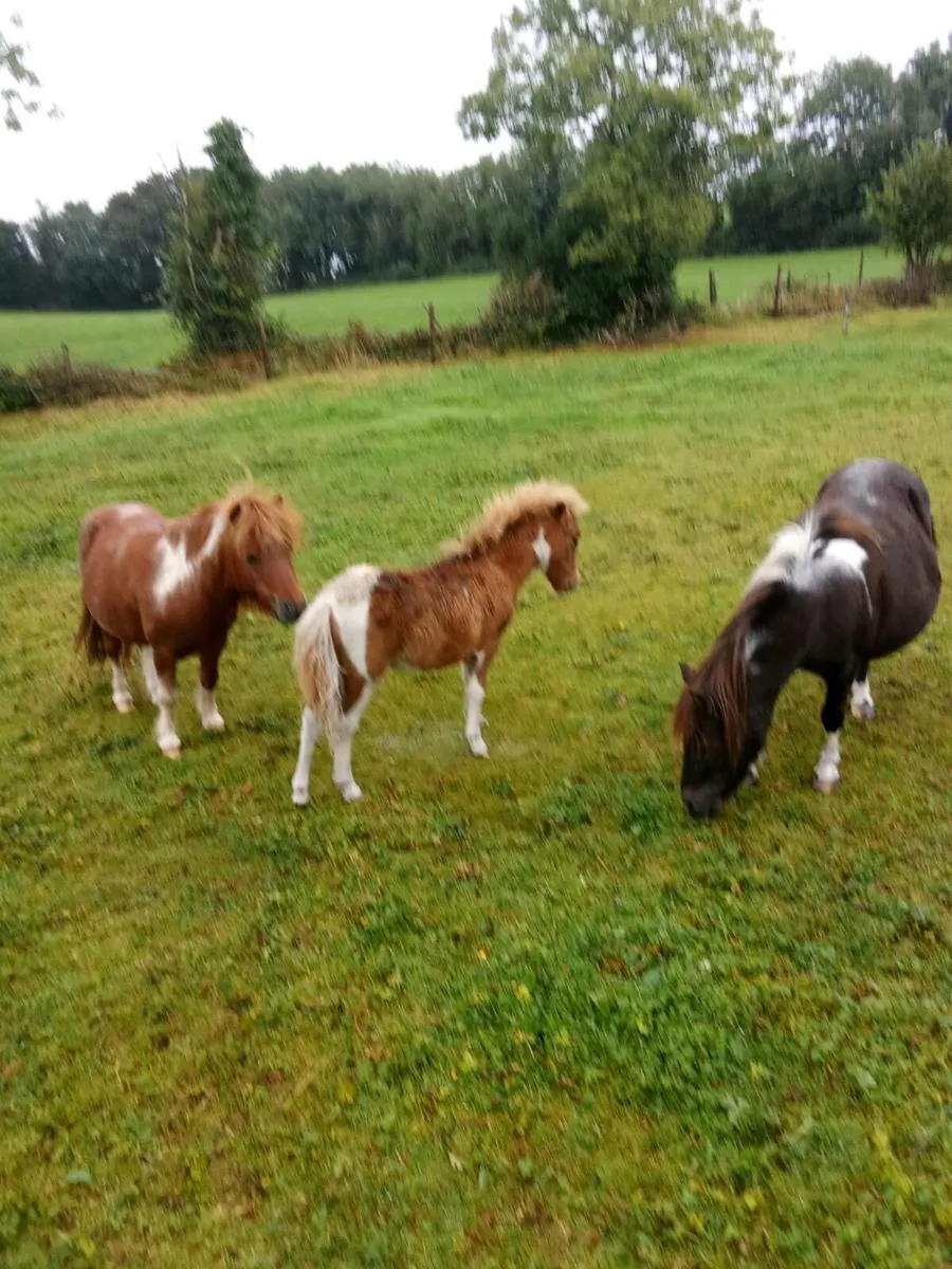 Miniature Falabella Foals - Image 2