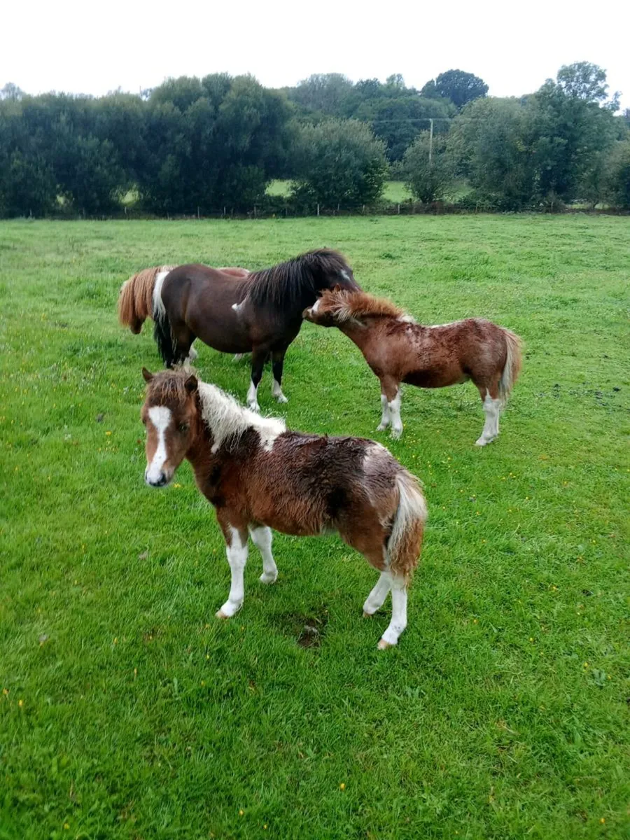 Miniature Falabella Foals - Image 1