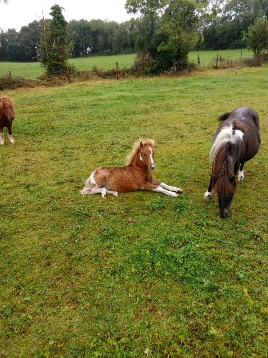 Miniature Falabella Foals - Image 3