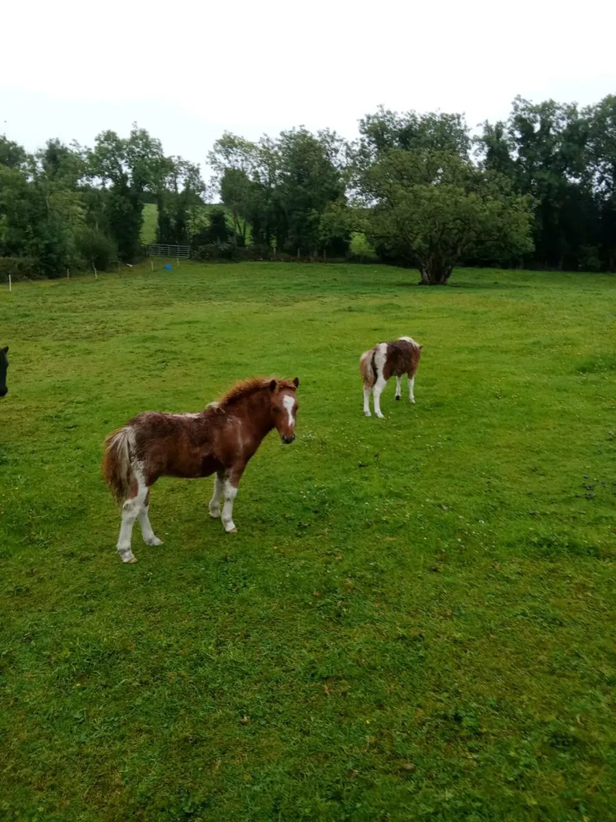 Miniature Falabella Foals - Image 4