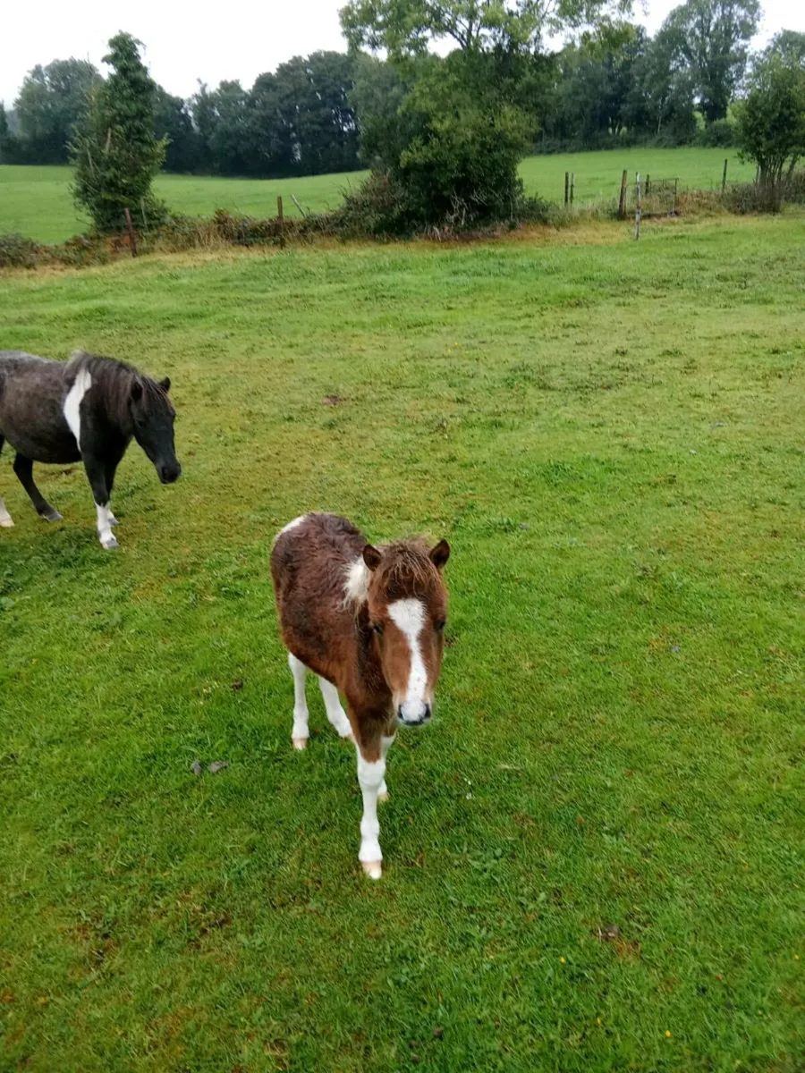 Miniature Falabella Foals - Image 3