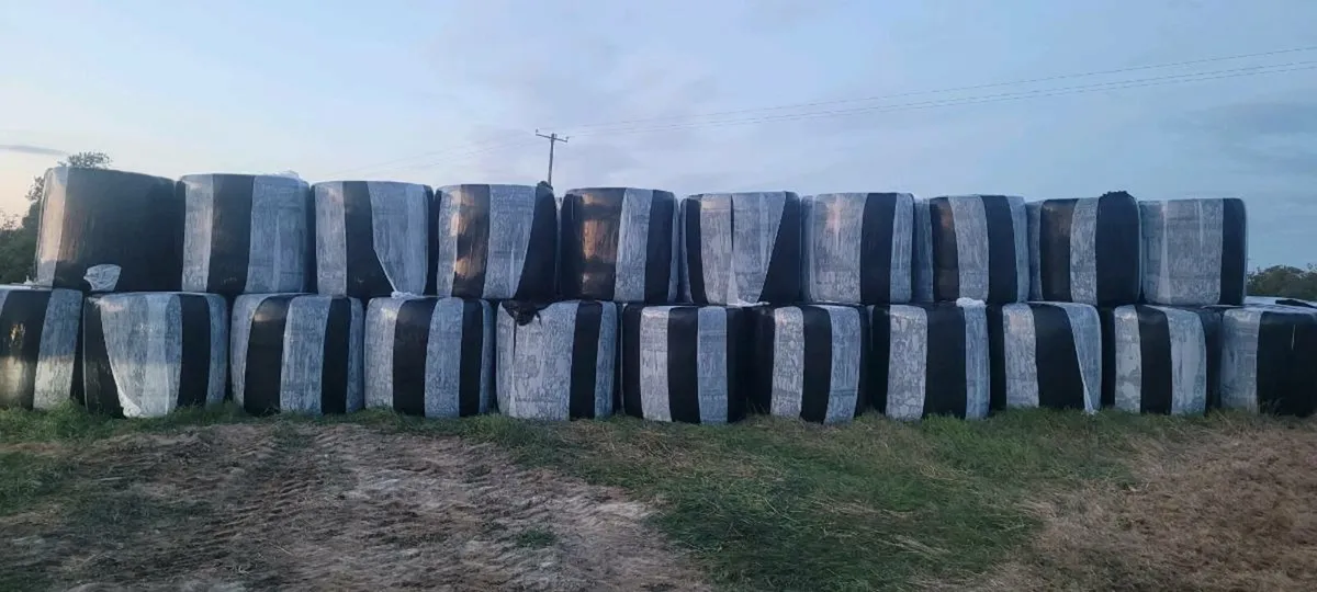 Top Quality 2nd Cut Silage - Image 2