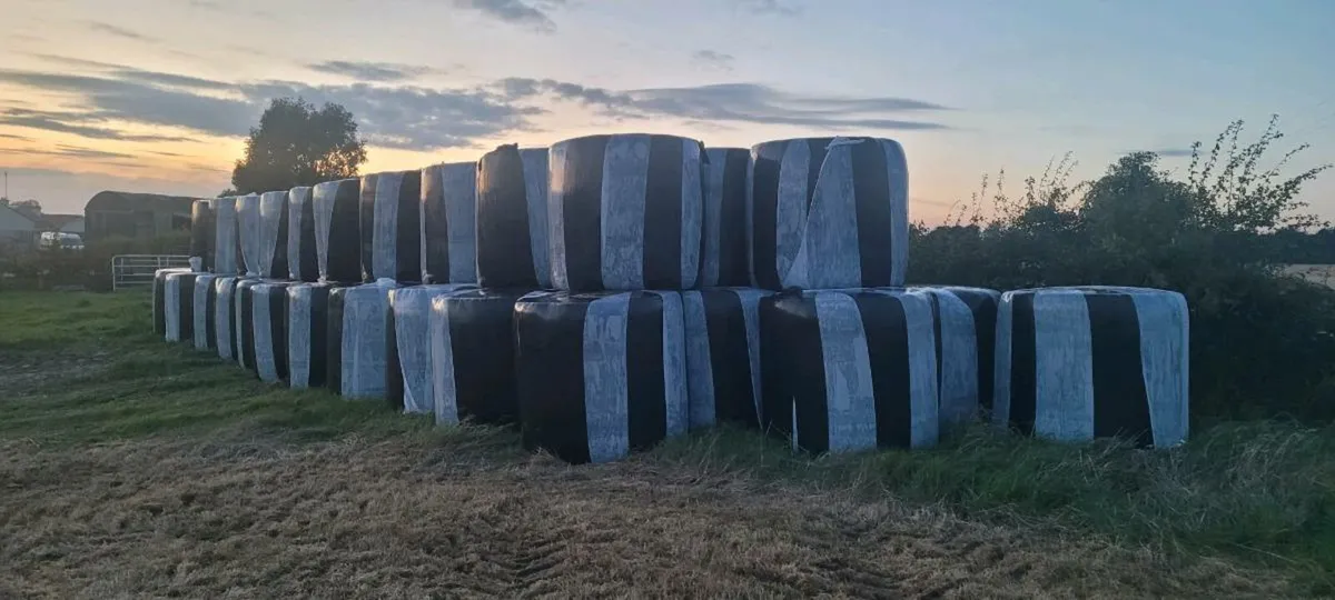 Top Quality 2nd Cut Silage - Image 3