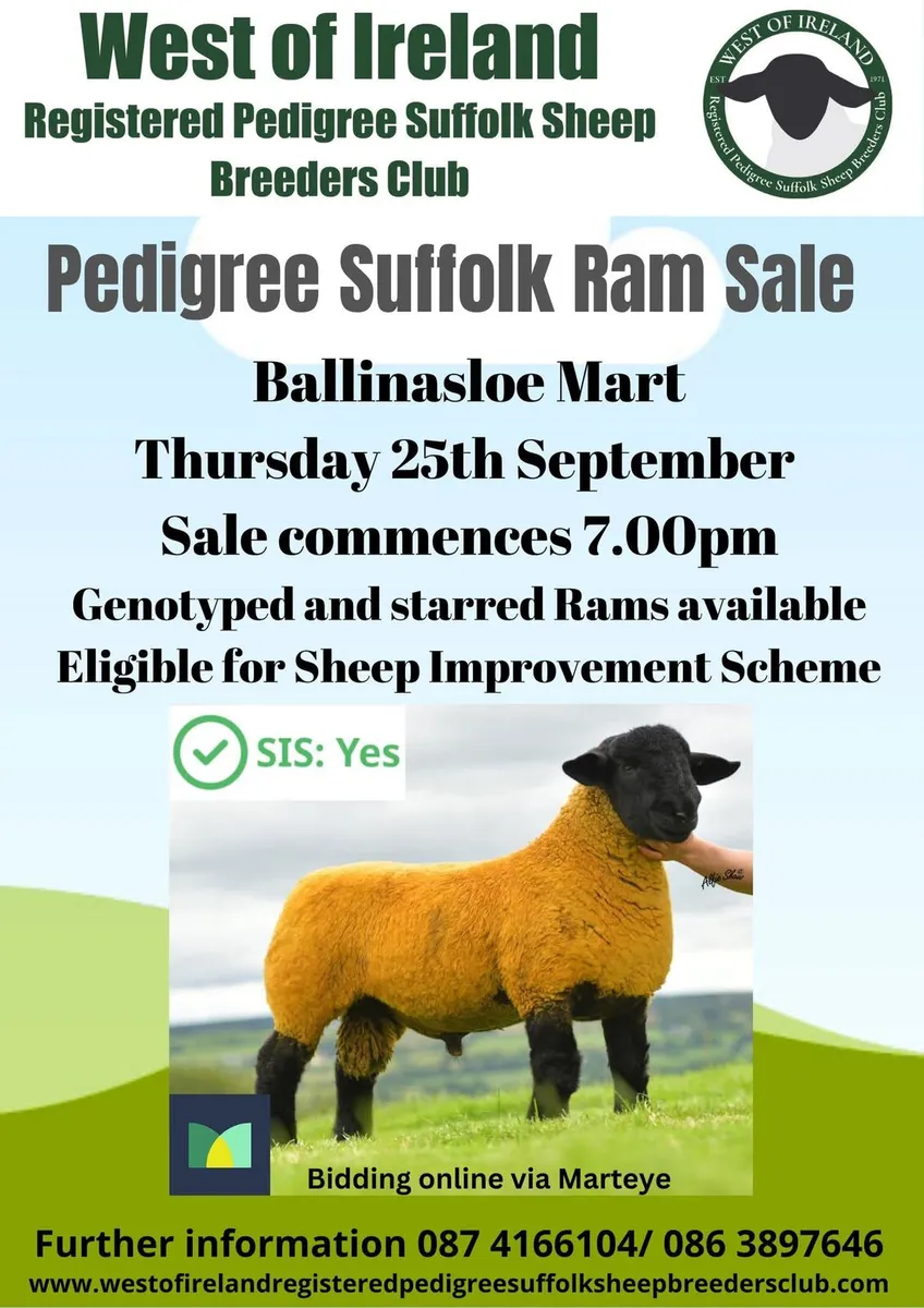 Suffolk rams sheep - Image 1