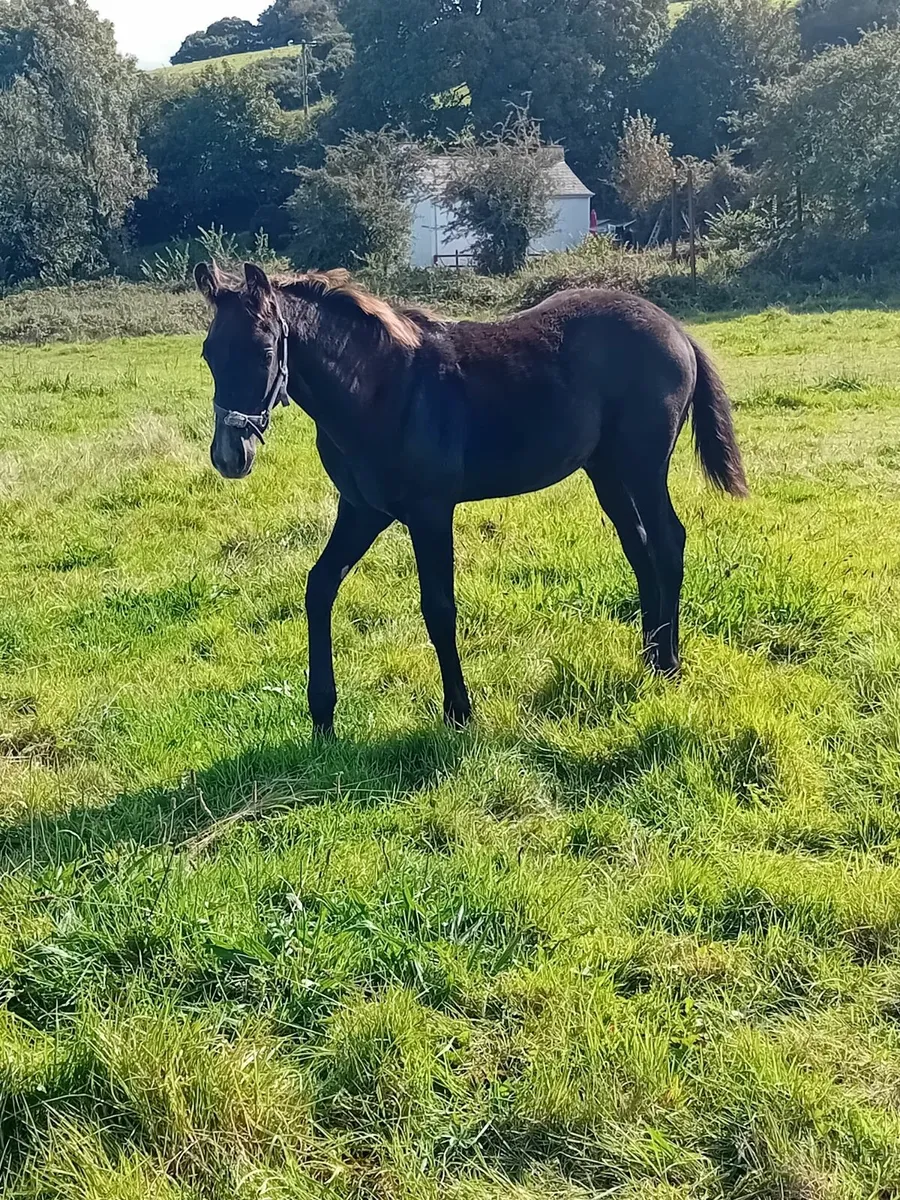 Mare and foal - Image 1