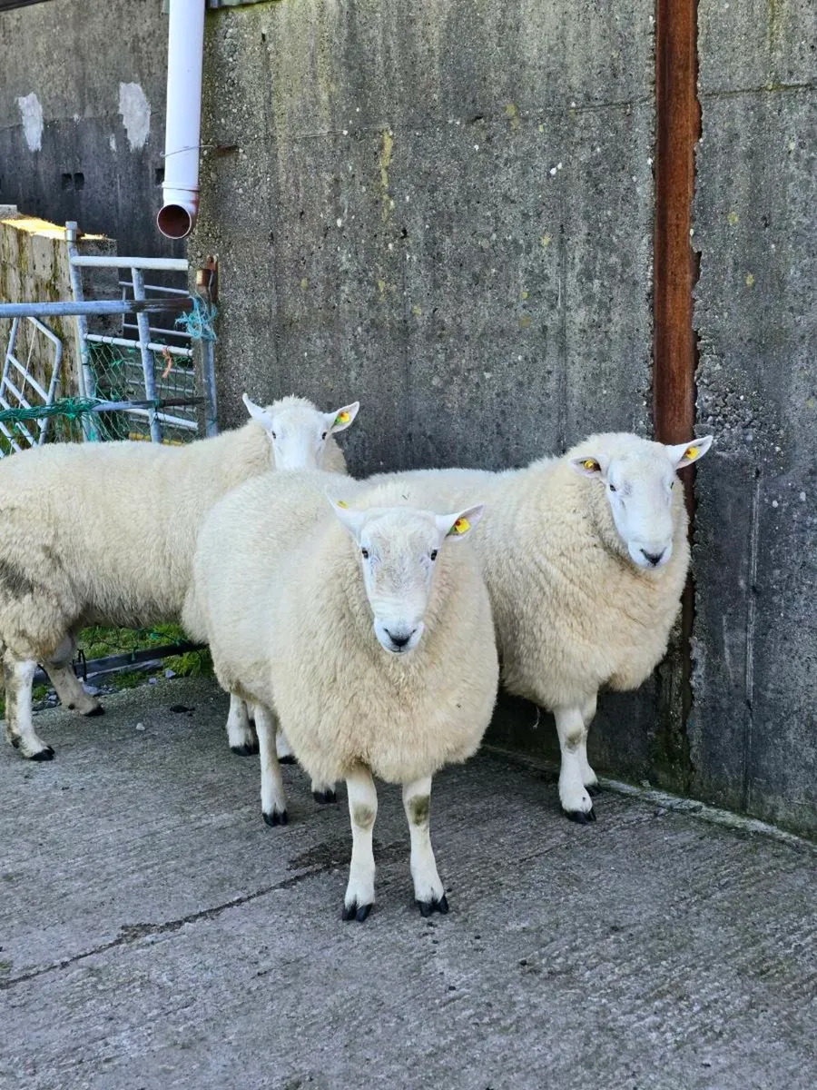 Kenmare mart 26thWicklow cheviot hogget rams - Image 1