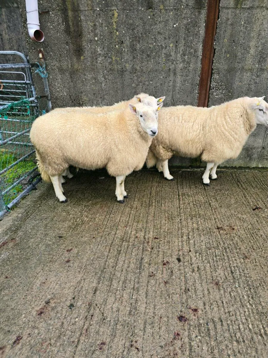 Kenmare mart 26thWicklow cheviot hogget rams - Image 2