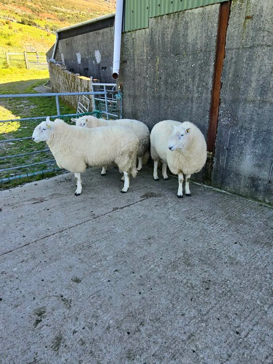 Kenmare mart 26thWicklow cheviot hogget rams - Image 4