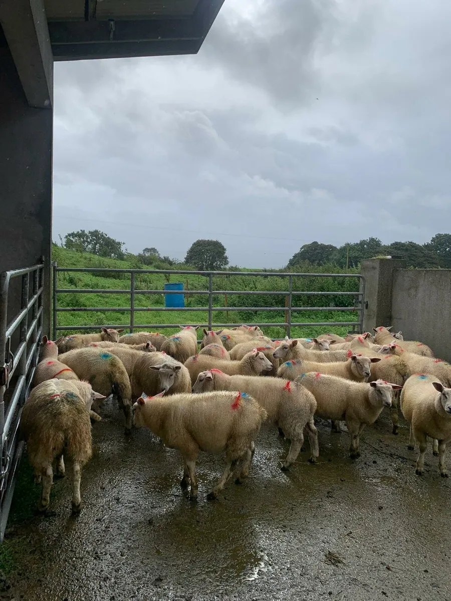 Organic lambs - Image 1