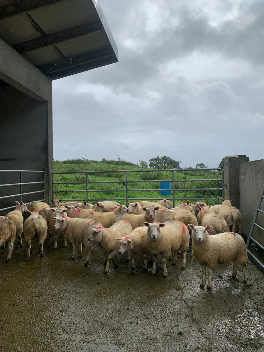 Organic lambs - Image 2