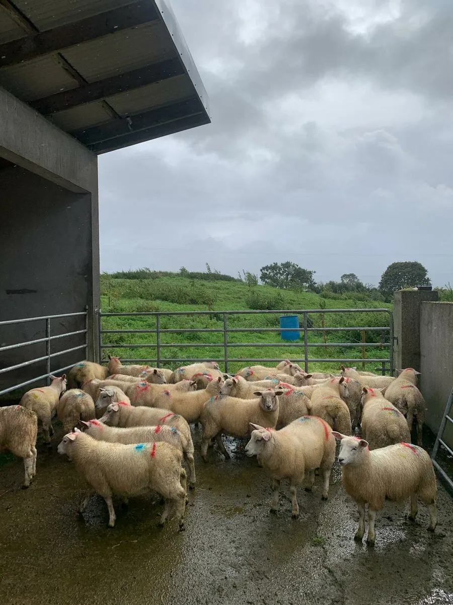 Organic lambs - Image 3