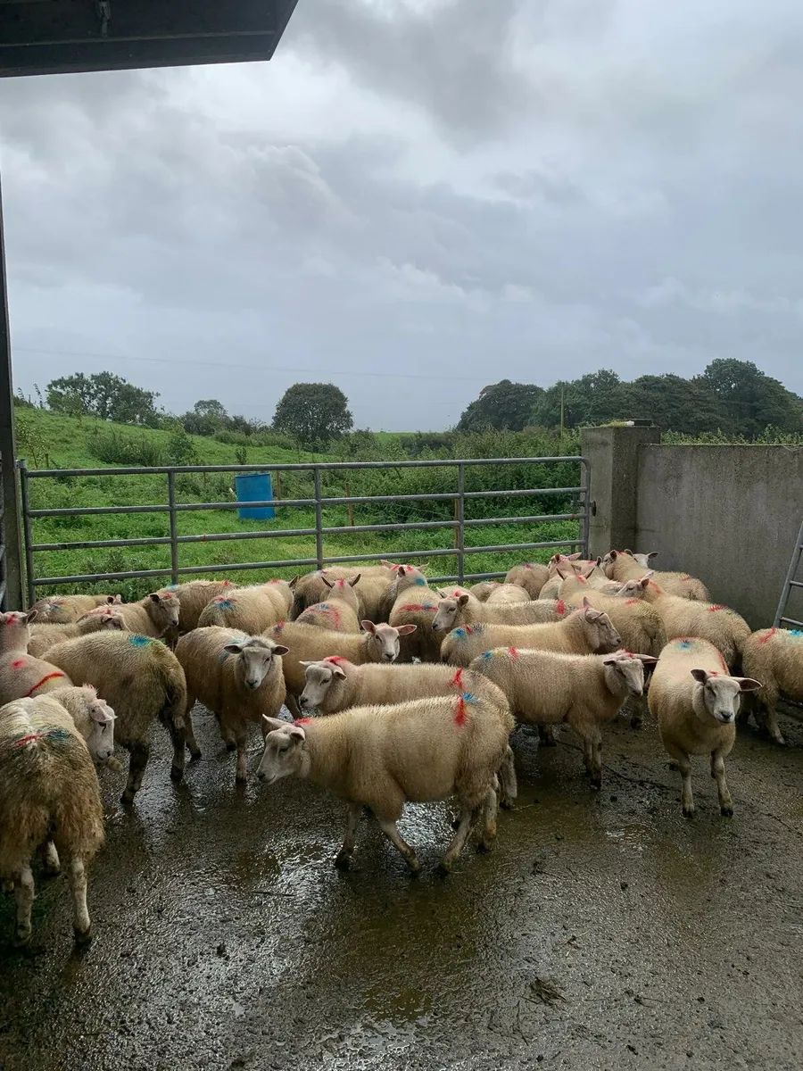 Organic lambs - Image 4
