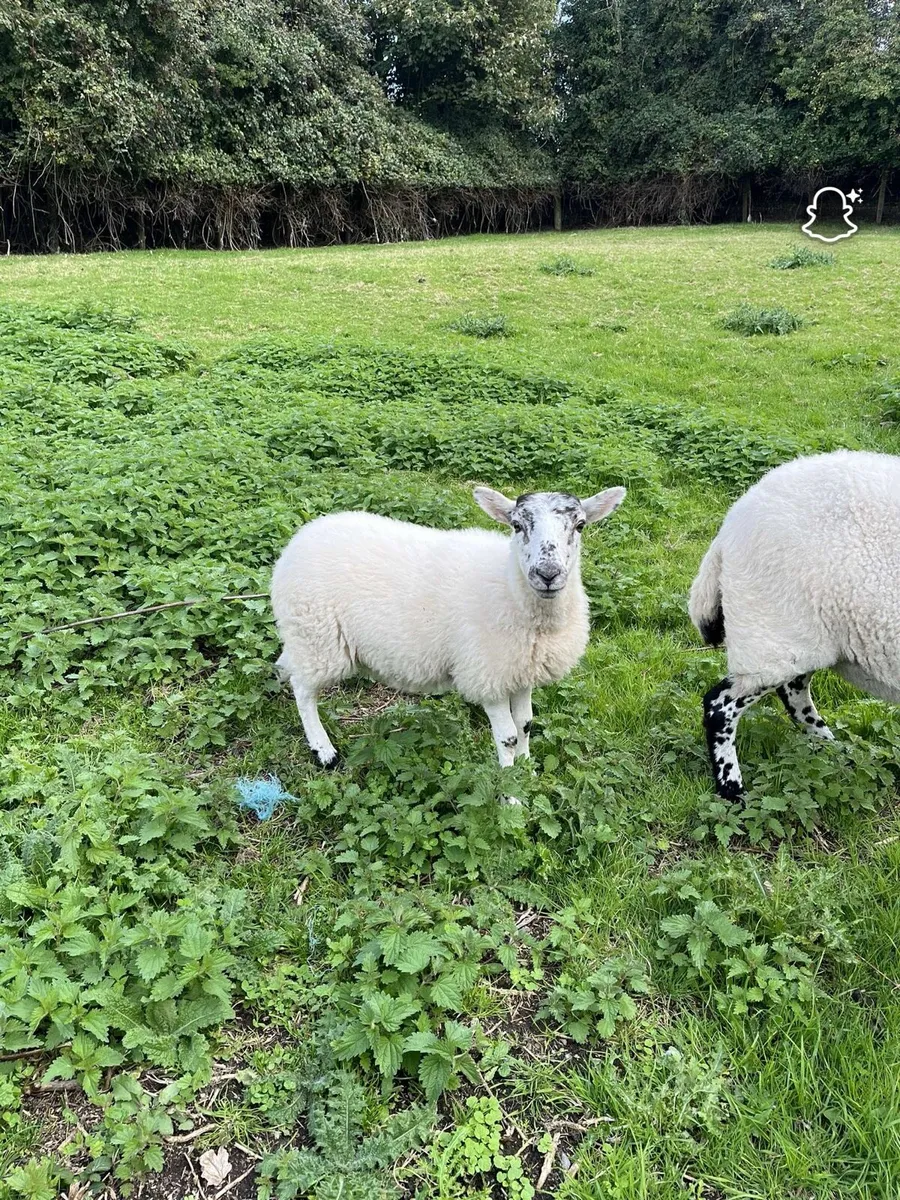 Ewe lamb and ram lamb - Image 1