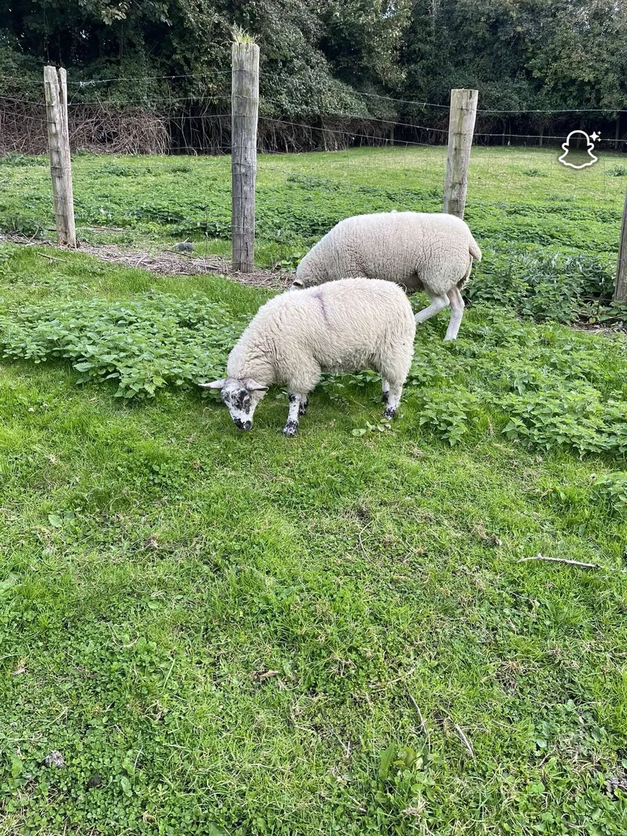 Ewe lamb and ram lamb - Image 2