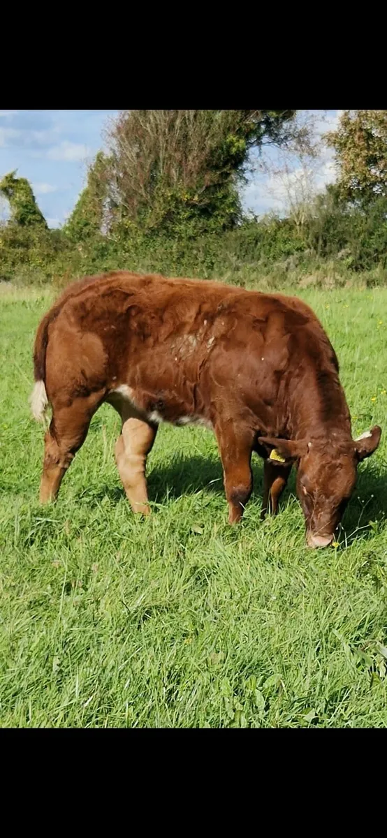 Heifers for gort - Image 1