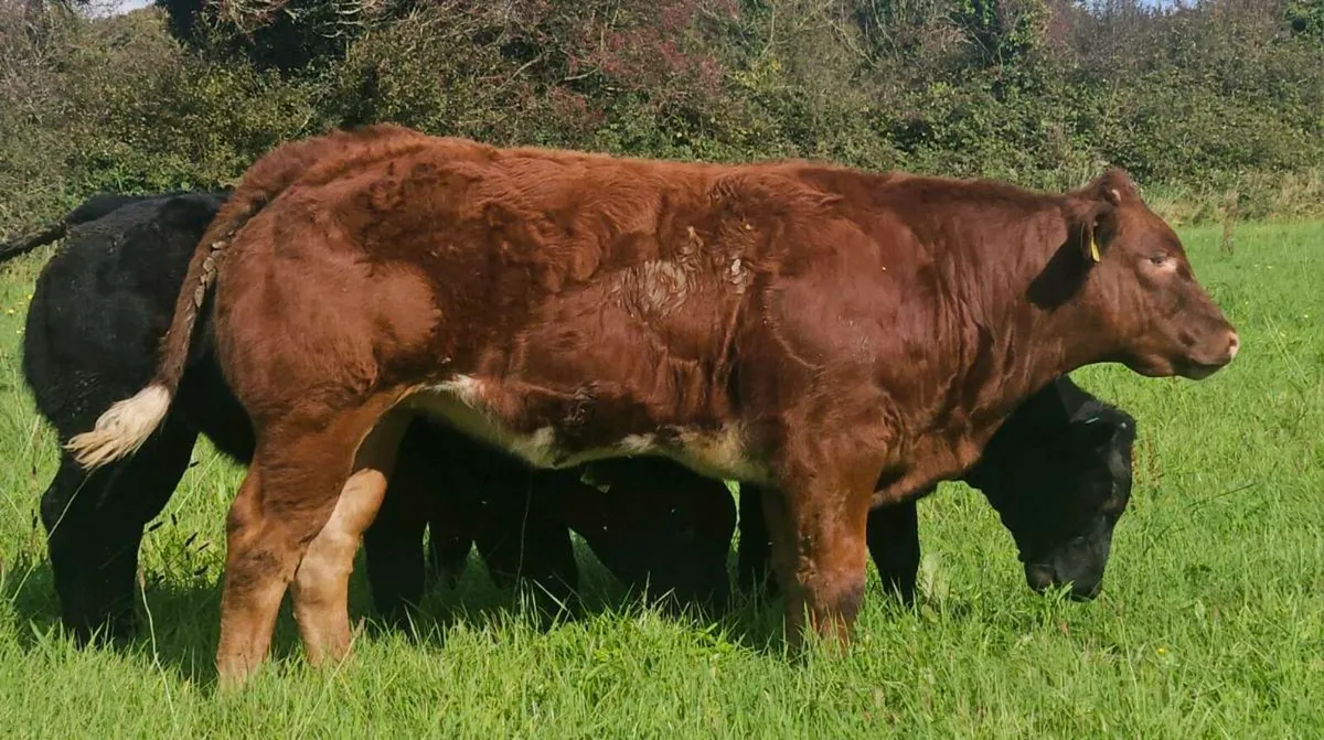 Heifers for gort - Image 2