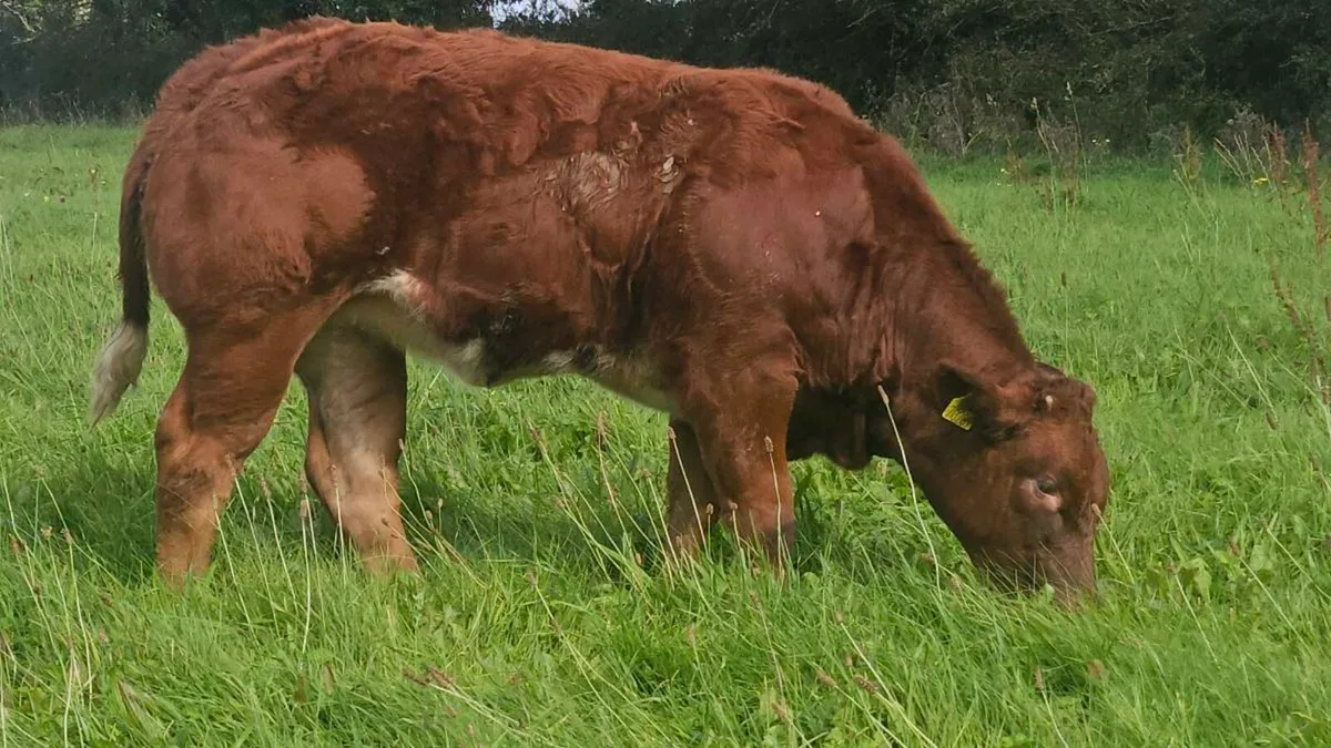 Heifers for gort - Image 3