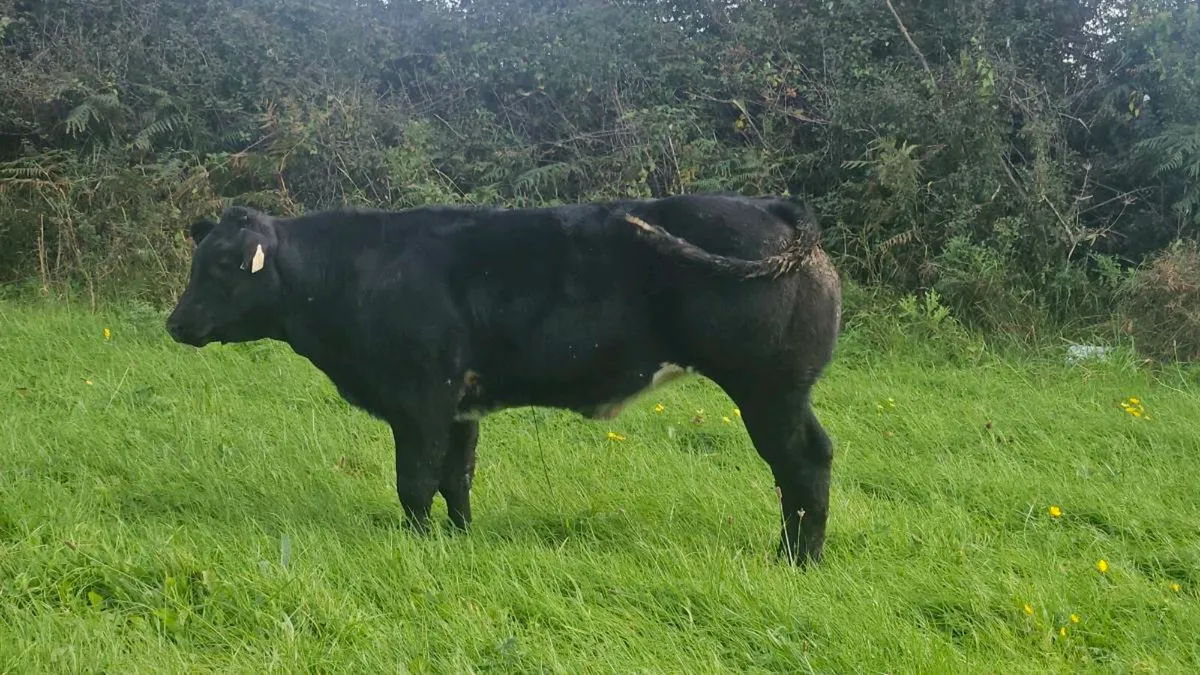 Heifers for gort - Image 4