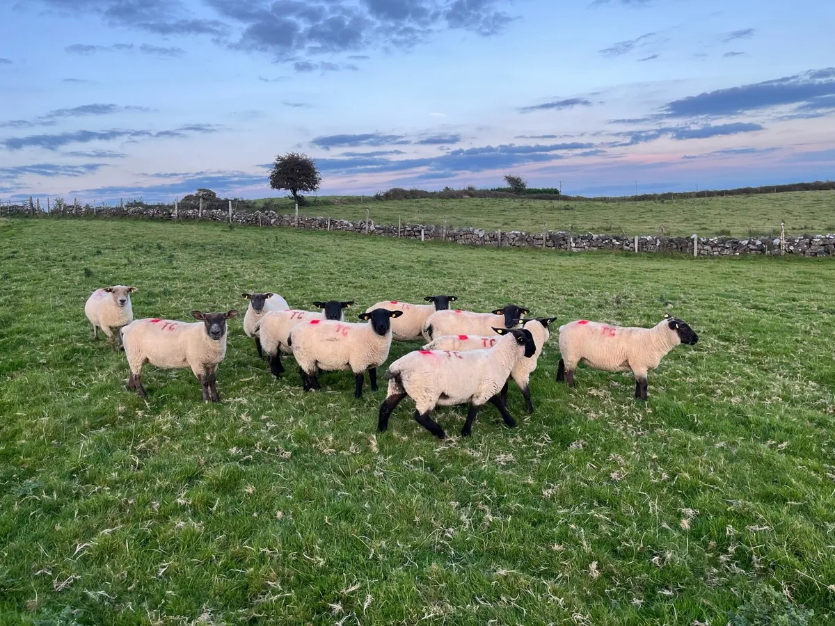 Ewe Hoggets - Image 1
