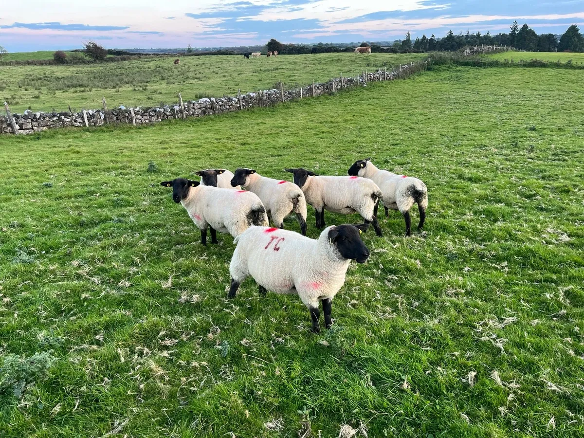 Ewe Hoggets - Image 2