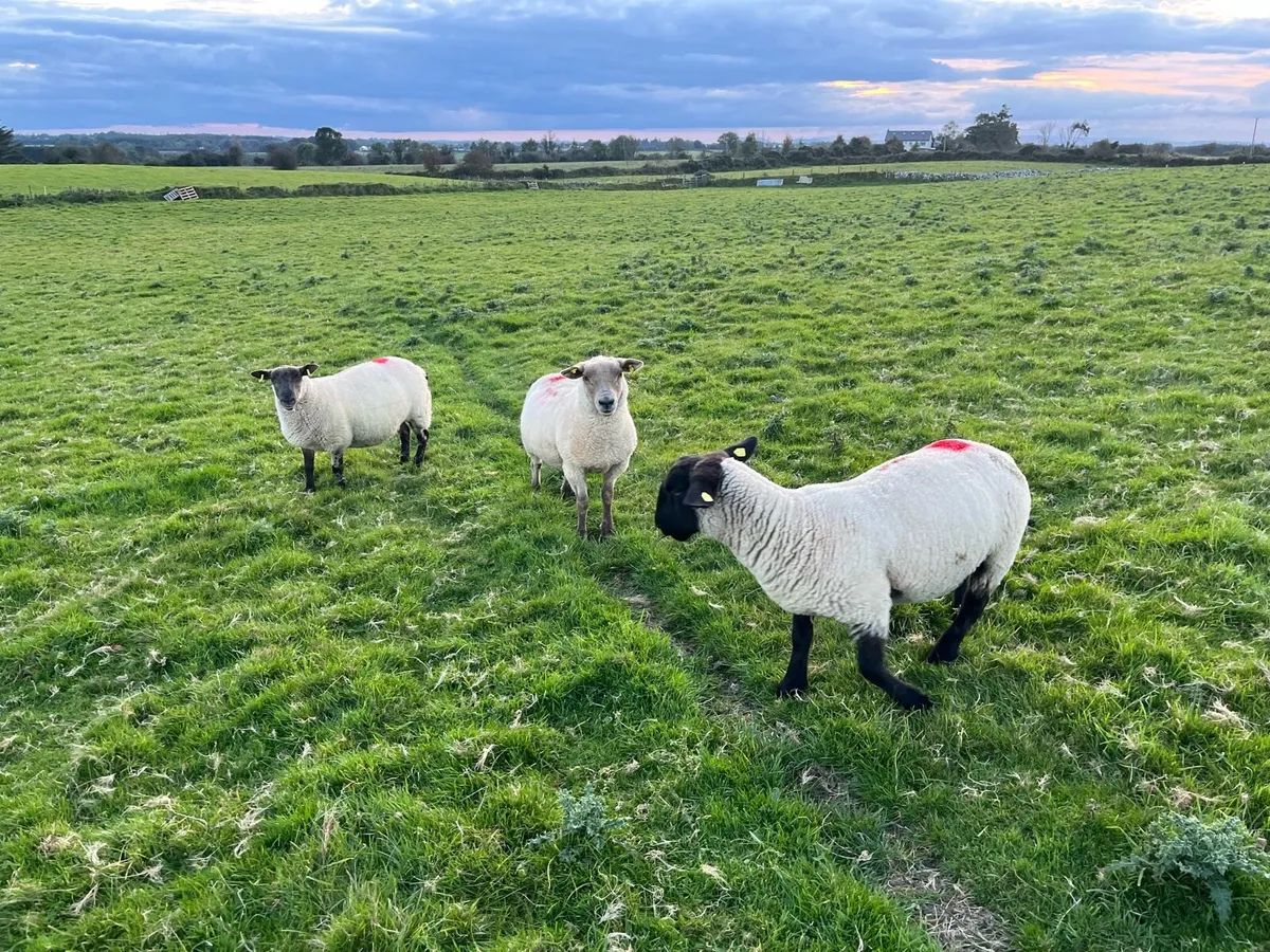 Ewe Hoggets - Image 3