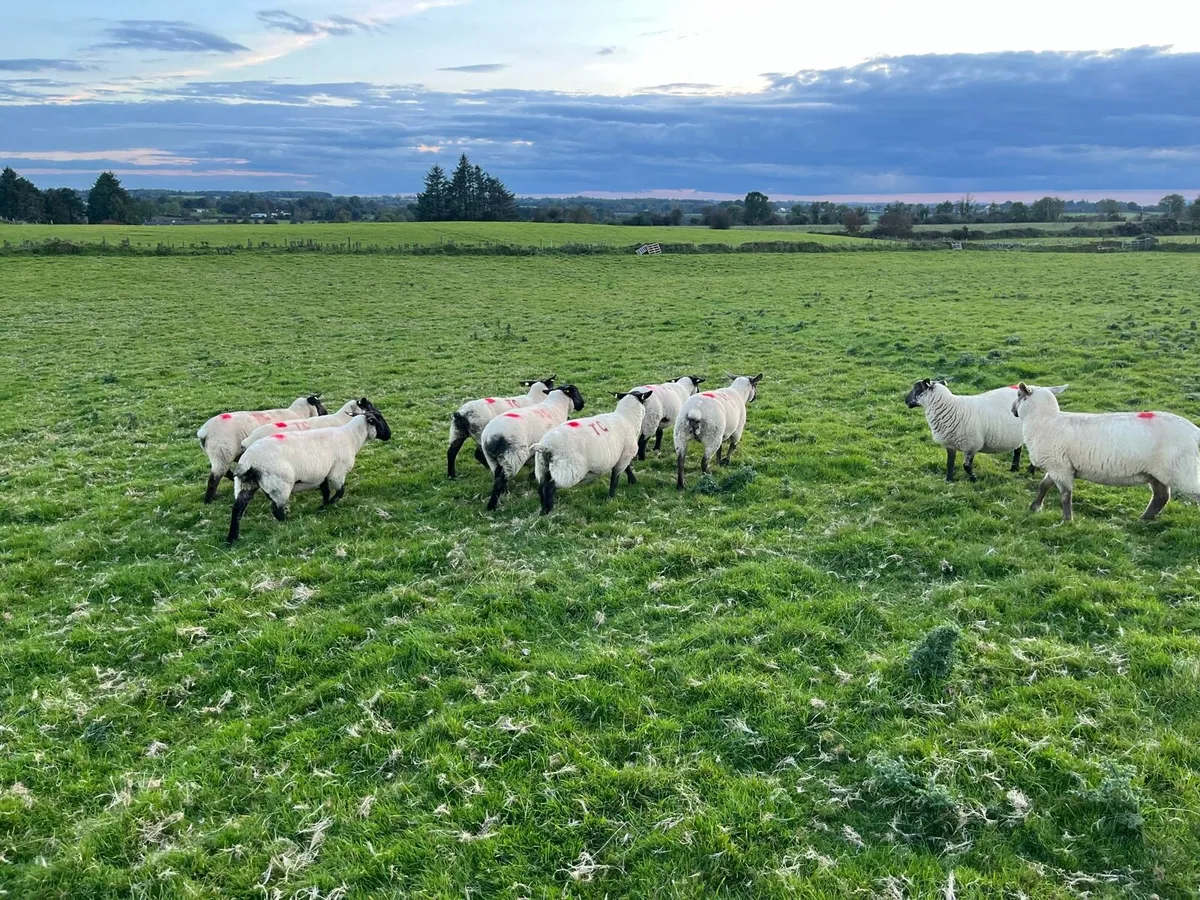 Ewe Hoggets - Image 4