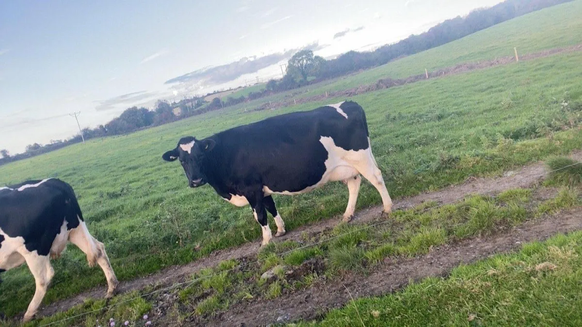 Dairy cows - Image 1