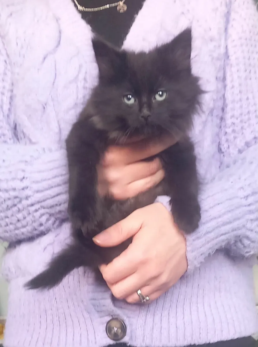 Beautiful long haired kittens - Image 2