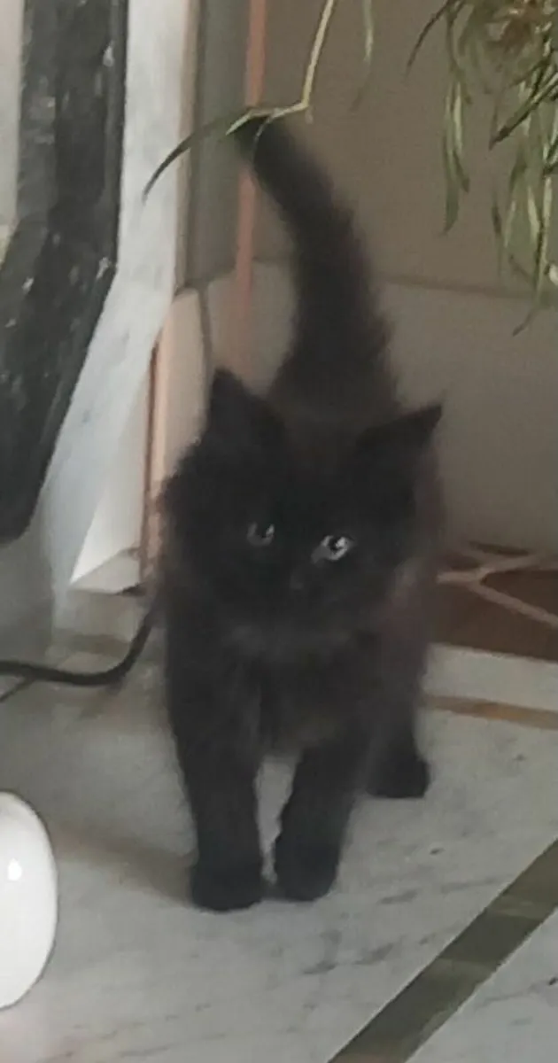 Beautiful long haired kittens - Image 3