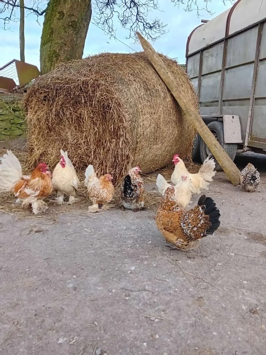 bantams - Image 1